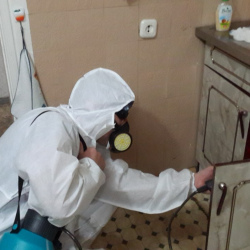 Дезинфекция от муравьев в квартире в Полярных Зорях